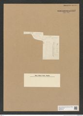 Diatomeae indet. Zeichnungen Sammlung Grunow Nr. 4402 (NHMW-BOT-W0379716)